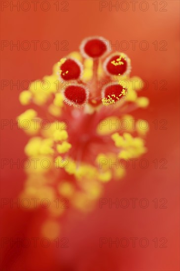 Chinese hibiscus (Hibiscus rosa-sinensis), detail of the flower, ornamental plant, North