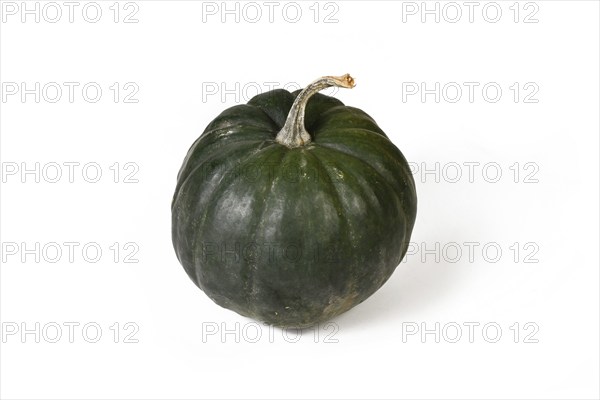 'Black Kat F1' acorn squash with dark green skin on white background