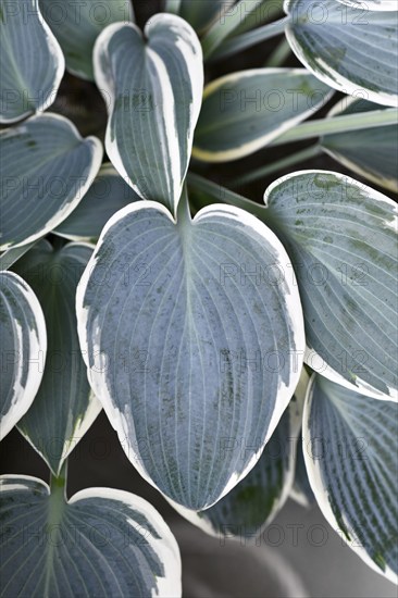 Leaf of Asian Hosta plant with green and with white color