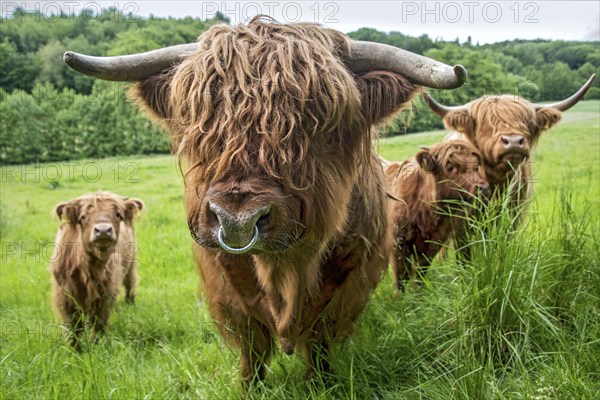 Highland cattle, Highland Cattle or Kyloe (Bos primigenius f. taurus), bull, shaggy coat covers