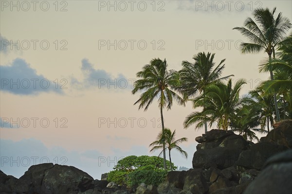 Landscape of palms at the Laniakea Beach, Haleiwa, Hawaiian Island Oahu, O?ahu, Hawaii, Aloha