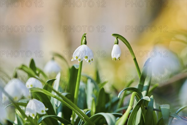 Spring snowflake (Leucojum vernum), blossom in a forest, Upper Palatinate, Bavaria, Germany, Europe