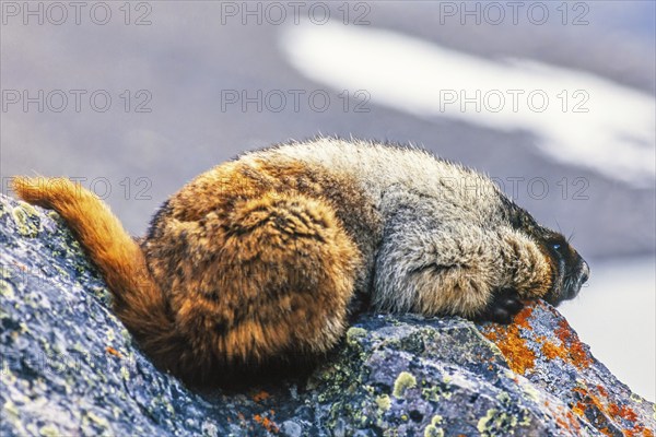 Hoary marmot (Marmota caligata) lying on a rock in the Canadian rockies, Banff national park,