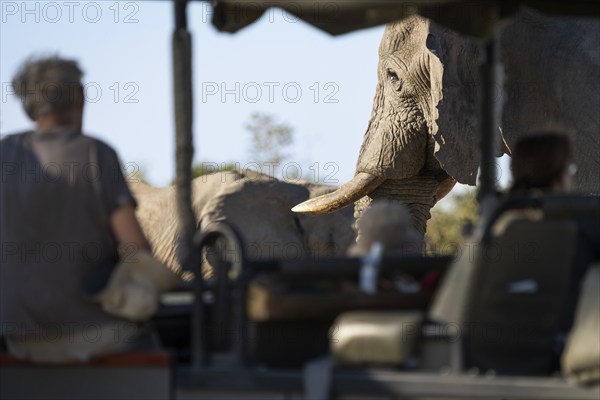 Tourists observing and taking photographs, pictures of an African elephant (Loxodonta africana)