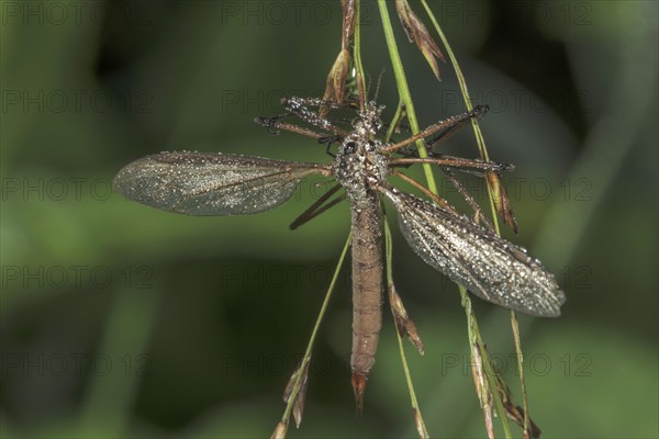 Close-up of a meadow snake (Tipula paludosa) covered with dewdrops and hanging on a plant, Baden-