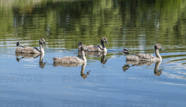 Mute swan (Cygnus olor), young birds swimming on a pond with one leg and foot in resting position,