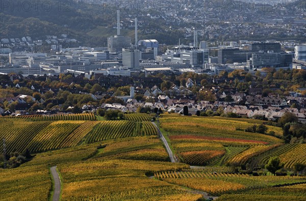 View of Daimler headquarters, Untertürkheim plant, Stuttgart, over vineyard, vines, grapevines,