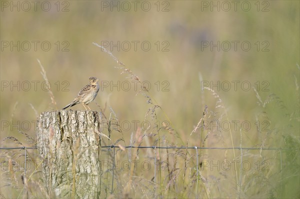 Eurasian skylark (Alauda arvensis) sitting on a pole, Lower Rhine, North Rhine-Westphalia, Germany,
