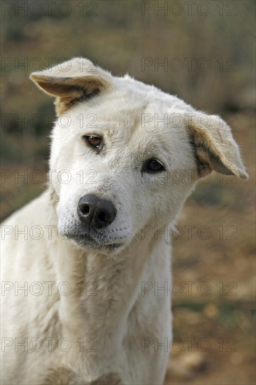 Dingo (Canis lupus dingo), Antequera, Andalusia, Spain, Captive, Europe