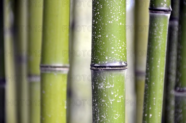 Bamboo grass, Phyllostachys viridi-glaucescens, China, Asia