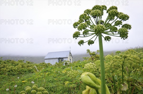 Angelica archangelica, chapel, Furufjörður, Hornstrandir, Iceland, Europe
