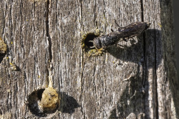 Common furrow wasp (Monosapyna clavicornis), Emsland, Lower Saxony, Germany, Europe