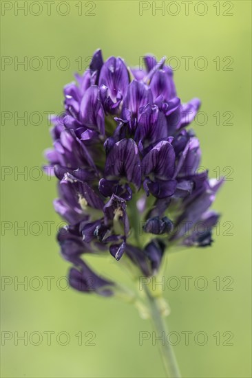 Alfalfa (Medicago sativa), Mecklenburg-Western Pomerania, Germany, Europe