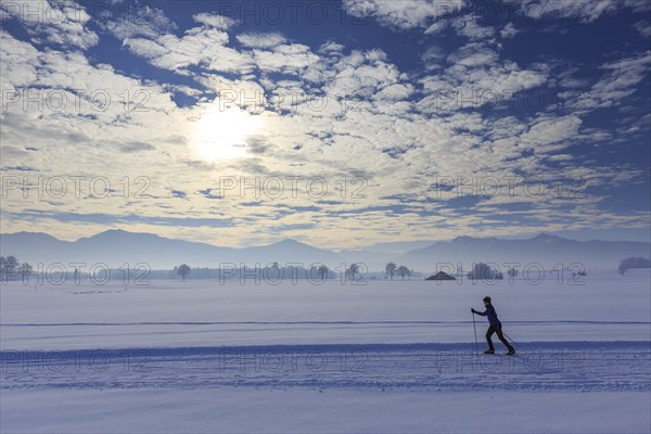 Cross-country skier, woman, adult, on cross-country trail in front of mountains, snow, winter,