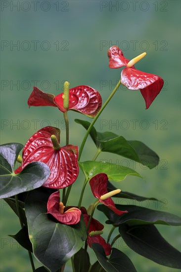 Flamingo flower (Anthurium), flowering, houseplant, Ellerstadt, Germany, Europe