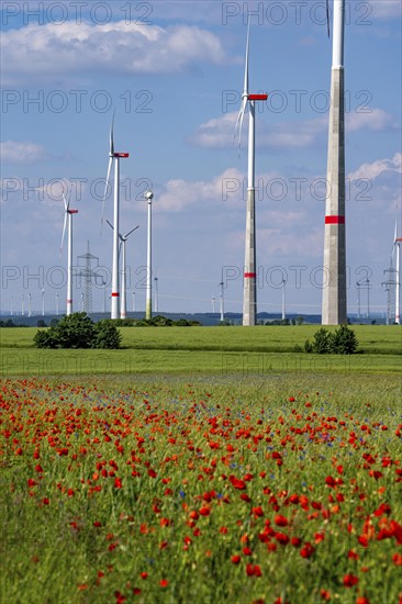 Wind farm, field with flower strips, insect-friendly border of fields with mixed flowers, poppies,