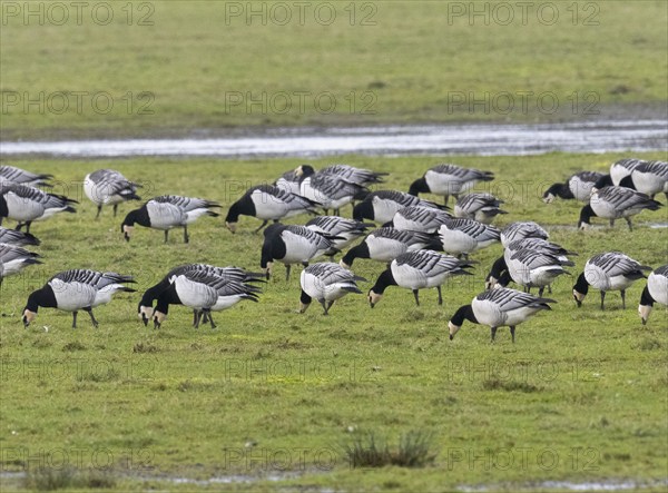 Barnacle goose (Branta leucopsis), a flock grazing on a meadow, island of Texel, Holland