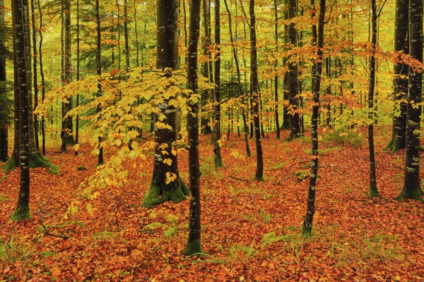 Wet beech forest in autumn on the Weissenstein, Swiss Jura in the canton of Solothurn, Switzerland,