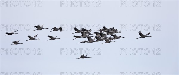 Four cranes flying in the clear blue sky, crane (Grus grus), flying flock in the migration season,