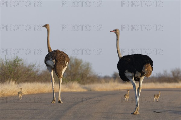 South African ostriches (Struthio camelus australis), two adults, male and female, with several
