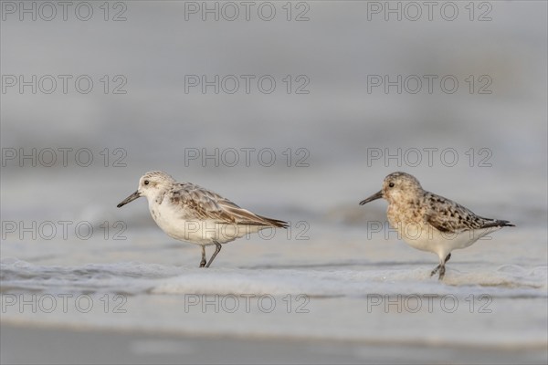 Sanderling (Calidris alba) feeding on a beach. Camaret sur mer, Crozon, Finistere, Brittany,