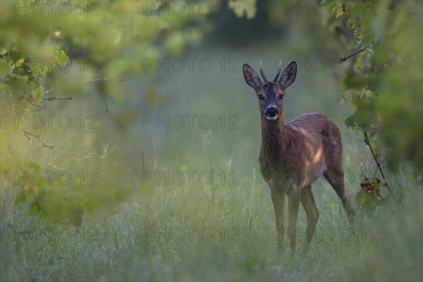Roebuck in summer, leaf time, Wittlich, Rhineland-Palatinate, Germany, Europe