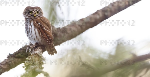 Pygmy owl (Glaucidium passerinum), Luce, Mountain area, Luce, Styria, Slovenia, Europe