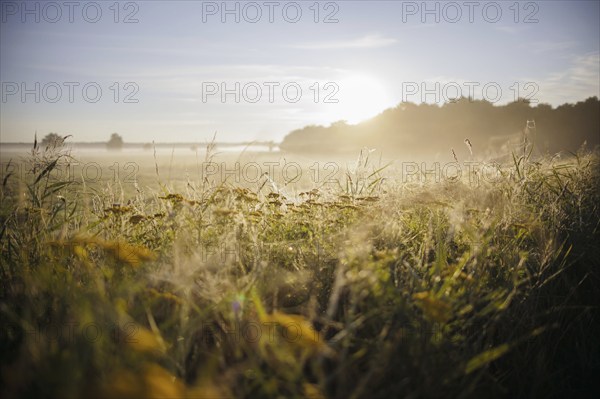 The sun rises over a field near Born am Darß. Born, 31.07.2024