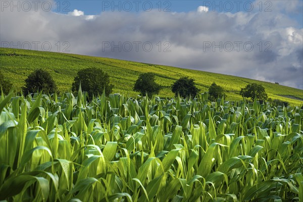Landscape, Nature, Agriculture, Cornfield, Markgräfler Land, Baden-Württemberg, Germany, Europe