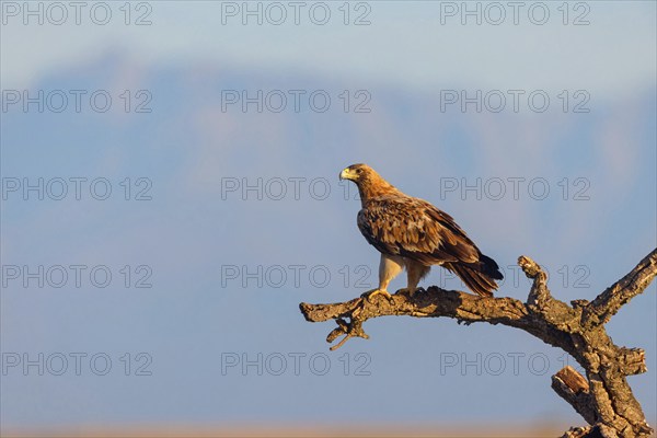 Spanish imperial eagle (Aquila adalberti), El Millaron Imperial Eagle Hid, Salorino, Extremadura
