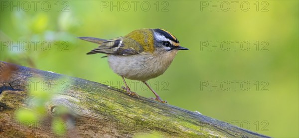 Goldcrest, Regulus ignicapillus, Luce, Mountain area, Luce, Styria, Slovenia, Europe