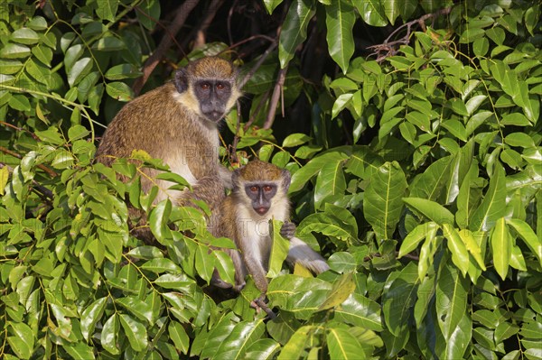 Green monkey (Chlorocebus sabaeus), guenon family, Janjabureh boat trip, Janjabureh, South Bank,