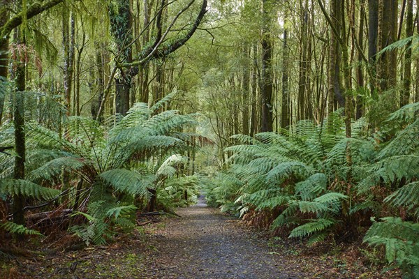 Nature landscape of a hiking way through the forest in the Great Otway National Park in spring,