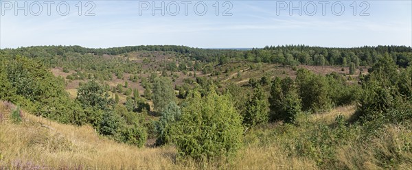 Panoramic photo, photomerge, juniper (Juniperus communis), Totengrund near Wilsede, Bispingen,