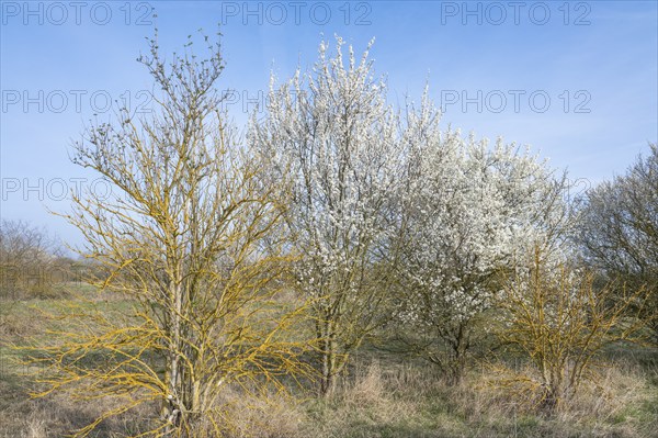 Blackthorn (Prunus spinosa) white flowering and elderberry (Sambucus) overgrown with common orange