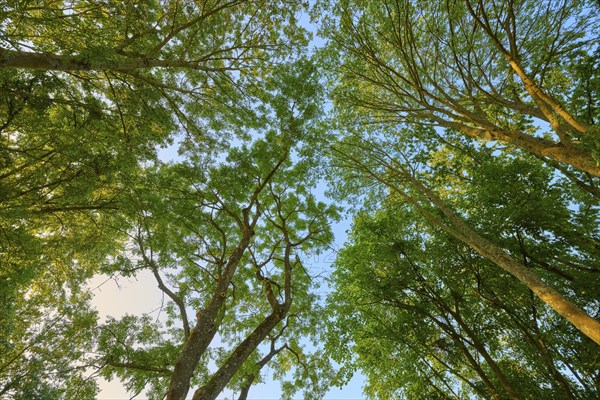 View into the treetop with dense canopy of leaves and sunlight shining through the branches,