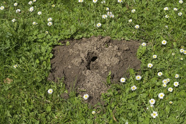 Molehills, meadow, Wiesbaden, Hesse, Germany, Europe