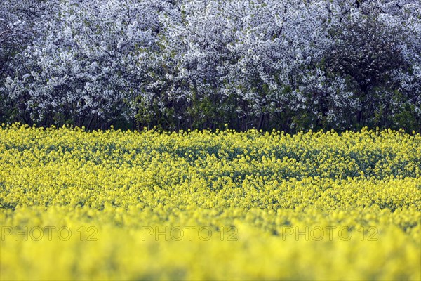 Flowering apple trees at a rape field, Warnstedt, 08.04.2024., Warnstedt, Saxony-Anhalt, Germany,