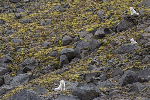 Three Arctic foxes (Vulpes lagopus) in winter coat, Straumsland, Spitsbergen, Svalbard, Norway,