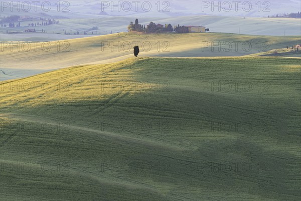 Landscape at sunrise around Pienza, Val d'Orcia, Orcia Valley, UNESCO World Heritage Site, Province