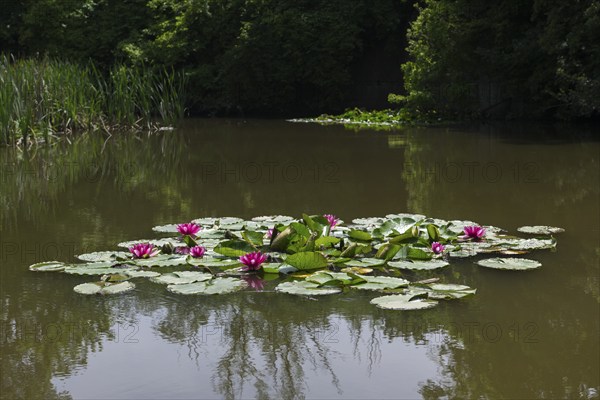 Water lilies (Nymphaea) in a rainwater retention basin in the vineyards that was created as a