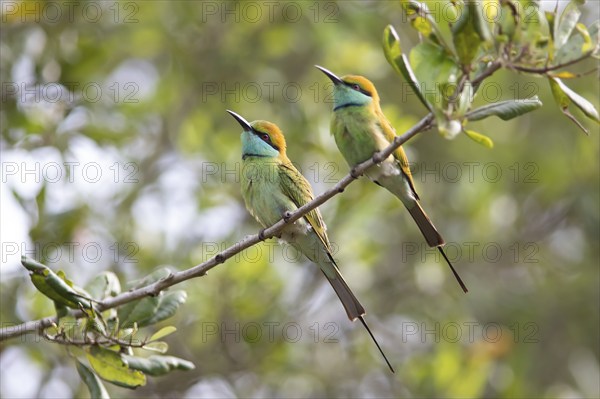 Two Bronze-crowned Emerald Bee-eaters (Merops orientalis) sitting on a branch in Yala Natioal Park,