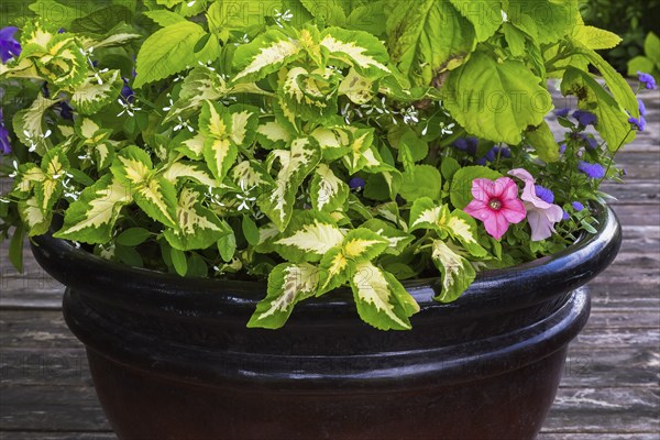 Mixed plants including Solenostemon, Coleus, pink Petunia and Ageratum houstonianum 'Aloha Blue',