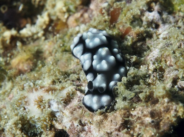 Small black and white spotted nudibranch, Granulated Phyllidiella (Phyllidiella granulata), on a