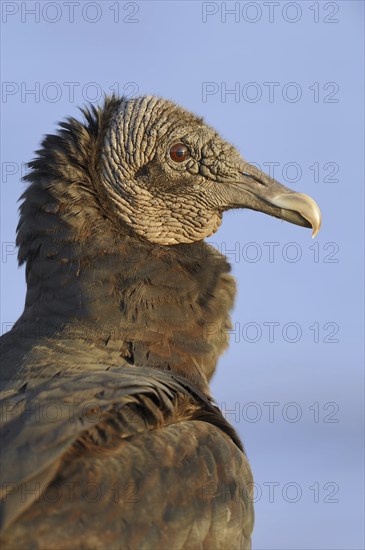 Black vulture (Coragyps atratus), portrait, Everglades National Park, Florida, USA, North America