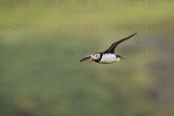 Puffin (Fratercula arctica), flying, Skomer Island, Wales, Great Britain