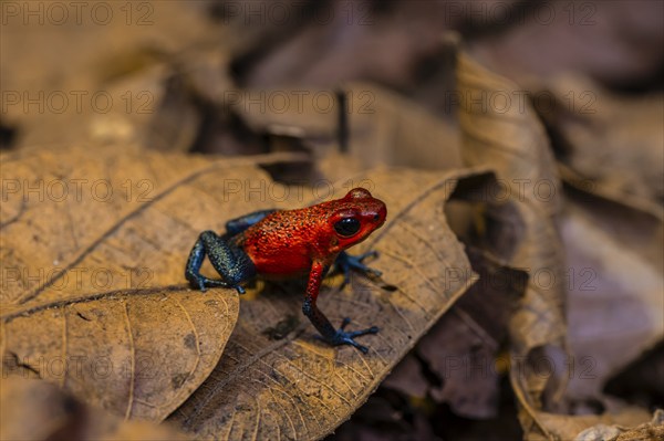 Strawberry poison-dart frog (Oophaga pumilio) sitting on a leaf, Heredia province, Costa Rica,