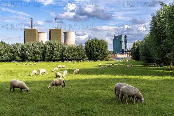 Duisburg Friemershein, sheep on a pasture in the floodplain along the Rhine, pollard willow trees,