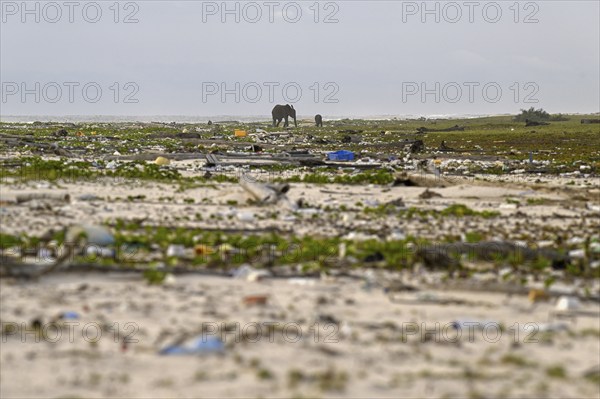African forest elephants (Loxodonta cyclotis) rummaging through plastic waste on a beach in Loango