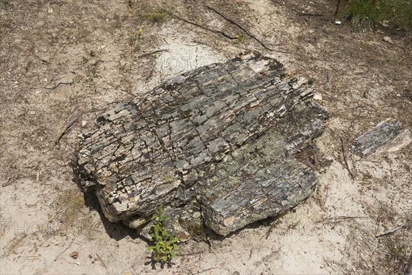 Petrified tree trunk on sandy soil, surrounded by small plants and soil, Petrified forest,
